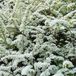 Arborix Spiraea Spierstruik - Spiraea vanhouttei - 40-60 cm in pot