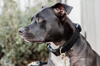 Kentucky Dogwear Teddy Fleece Hondenhalsband - Zwart - L 42-68cm