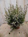 Warentuin natuurlijk Warentuin Erica wit 3 stuks