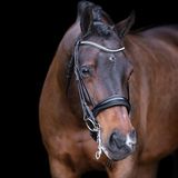 Imperial Riding Athena Gecombineerd hoofdstel
