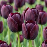Green boutiQ - 96x Tulipa Triumph Black - Triomftulp - Donker Paars