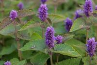 GRDplanten Groendecor Tuinarchitectuur 6x Dropplant - Agastache foeniculum | Paarse bloemen | Half-schaduw | 6 stuks
