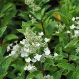 Arborix Bol Hydrangea Paniculata 'Unique' - Hortensia 40-50 cm in pot