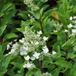 Arborix Bol Hydrangea Paniculata 'Unique' - Hortensia 40-50 cm in pot