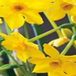 JUB - Narcissus Baby Boomer