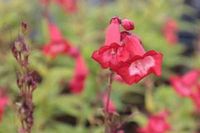 GRDplanten Groendecor Tuinarchitectuur 6x Schildpadbloem - Penstemon hybr. 'Rubicunda' | 9x9 cm pot
