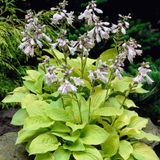 Arborix Hosta 6 x Hosta 'August Moon' - Hartlelie Pot 9x9 cm - Geelbladige Schaduwplant