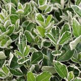 Arborix, grüner und billiger Euonymus Japonicus 'Kathy' - Japanse Kardinaalsmuts - 20-30 cm pot