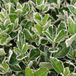 Arborix, grüner und billiger Euonymus Japonicus 'Kathy' - Japanse Kardinaalsmuts - 20-30 cm pot