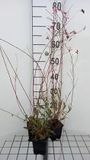 GRDplanten Groendecor Tuinarchitectuur 6x Gaura - Gaura lindh. 'Geyser Pink' | Roze | Zon | 6 stuk(s) | 9x9 cm pot
