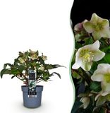 Plantenboetiek.nl Helleborus Diamfire Groene Bloem Groenblijvend Ø19cm 30-40cm hoog Tuinplant