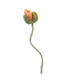 Erutan avon Poppy spray Ilse peach 69 cm kunstbloem