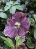 Groendecor Tuinarchitectuur 3x Nieskruid - Helleborus or. 'Pretty Ellen Purple' | 9x9 cm pot