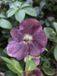 Groendecor Tuinarchitectuur 3x Nieskruid - Helleborus or. 'Pretty Ellen Purple' | 9x9 cm pot