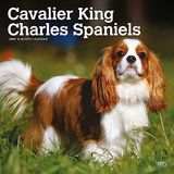 Cavalier BrownTrout Cavalier King Charles Spaniels | 2024 30 x 60 cm Monthly Square Wall Kalender