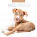 Red Robin Boxer Puppies Kalender 2027