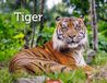 Tiger Kalender 2027