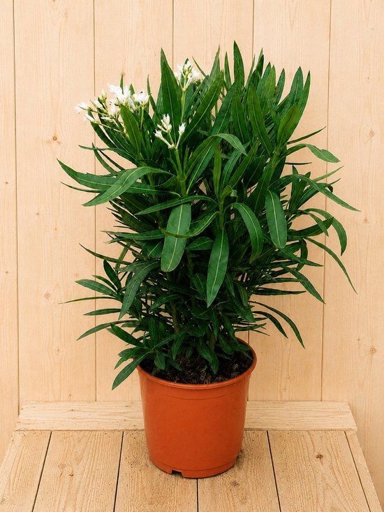 Warentuin Natuurlijk Nerium oleander wit 70 cm
