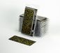 Gamers Grass Laser Plants - Dumb Cane