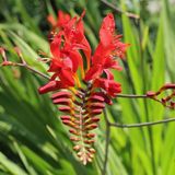 Arborix Bol 6 x Crocosmia 'Lucifer' - Montbretia pot 9x9 cm- Vurig Rood Zomerbloeier