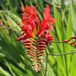 Arborix Bol 6 x Crocosmia 'Lucifer' - Montbretia pot 9x9 cm- Vurig Rood Zomerbloeier