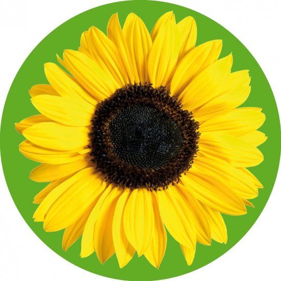 Zonnebloem onderzetters/bierviltjes - 20 stuks - Multi