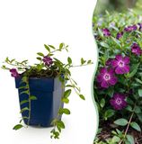 Green boutiQ Vasteplant Vinca minor Atropurpurea Maagdenpalm Bodembedekkend Paars 24 Planten Pot 11cm Hoogte 15-25cm