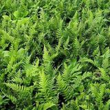 Arborix Polypodium 6 x Polypodium Vulgare - Eikvaren Pot 9x9cm - Wintergroene Varen