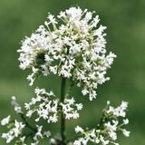 Arborix Centranthus 6x Centranthus ruber 'Snow Cloud' Pot 9x9cm - Witbloeiende Vaste Plant voor de Tuin