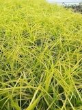 GRDplanten Zegge 6x Carex osh. 'Everillo®' | 9x9 cm pot