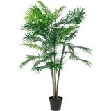 Palmenpflanze Amara; 150 cm (H); grün/braun