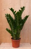 Warentuin Natuurlijk Emerald Palm Zamioculcas Potmaat 22 cm H60-80 cm Kamerplant