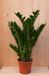 Warentuin Natuurlijk Emerald Palm Zamioculcas Potmaat 22 cm H60-80 cm Kamerplant