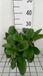 GRDplanten Groendecor Tuinarchitectuur 6x Schoenlappersplant - Bergenia hybr. 'Winterglöd' | 9x9 cm pot