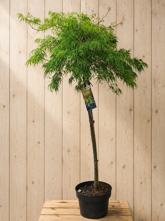 Warentuin Natuurlijk Acer Palmatum Japanse Esdoorn 'Dissectum' 170 cm