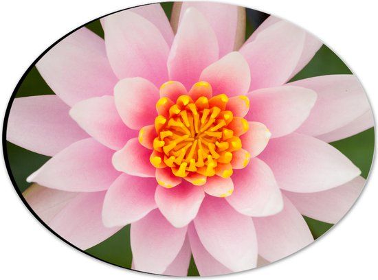 Merkloos / Sans marque Dibond Ovaal - Roze Lotus Bloem - 28x21 cm
