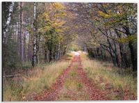 Merkloos / Sans marque Foto op Aluminium - Bospad in Bos - 40x30 cm - Wanddecoratie - Landelijk