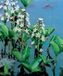 Moerings Menyanthes trifoliata P9