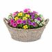 Mega Collections bloemen/plantenmand Sneek - grijs - riet - D33 x H15 cm