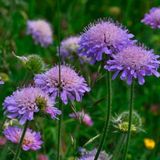 Arborix Bol 6 x Knautia Arvensis - Beemdkroon pot 9x9cm - Aantrekkelijk voor Vlinders
