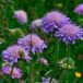 Arborix Bol 6 x Knautia Arvensis - Beemdkroon pot 9x9cm - Aantrekkelijk voor Vlinders