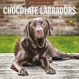 Red Robin Labrador Retriever Bruin Kalender 2027 Wandkalender
