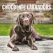 Red Robin Labrador Retriever Bruin Kalender 2027 Wandkalender