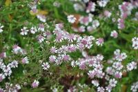 Aster 6x Aster lateriflorus 'Horizontalis' | pot de 9x9 cm