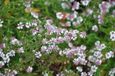 GRDplanten Aster 6x Aster lateriflorus 'Horizontalis' | 9x9 cm pot