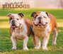 For Browntrout For the Love of Bulldogs 2027 14 X 24 Inch (Hanging) Monthly Deluxe Wall Calendar Foil Stamped Cover Plastic-Free