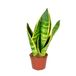Bloomique Sansevieria Superba Vrouwentong Kamerplant