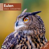 Eulen Ackermann Kunstverlag Eulen Broschürenkalender 2026