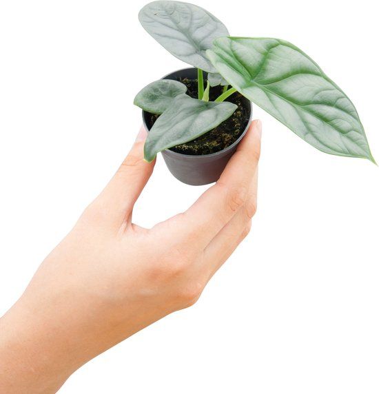 PLNTS - Baby Alocasia Silver Dragon (Olifantsoor) - Kamerplant - 10 cm