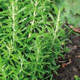 Sluis Garden Rozemarijn (Rosmarinus officinalis)